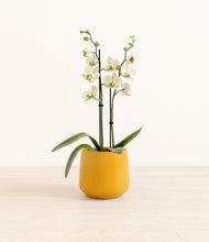 Load image into Gallery viewer, Mustard*****Profile