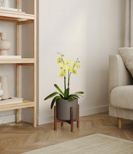 Load image into Gallery viewer, Dark Olive stand:walnut