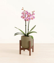 Load image into Gallery viewer, Olive stand:walnut