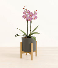 Load image into Gallery viewer, Dark Olive stand:bamboo