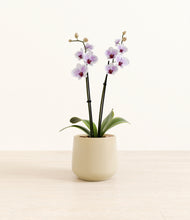 Load image into Gallery viewer, Almond Green*****Profile