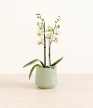 Load image into Gallery viewer, Turquoise*****Profile