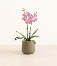 Load image into Gallery viewer, Olive*****Profile