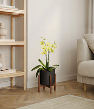 Load image into Gallery viewer, Black stand:walnut