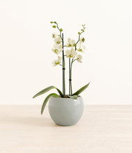 Load image into Gallery viewer, Deep Ocean*****Profile