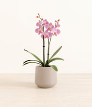 Load image into Gallery viewer, Eternal Gray*****Profile