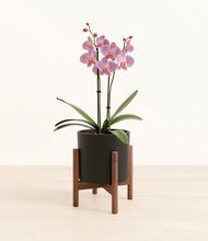 Load image into Gallery viewer, Black stand:walnut