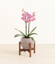 Load image into Gallery viewer, Winter Clouds stand:walnut