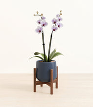 Load image into Gallery viewer, Deep Navy stand:walnut