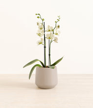 Load image into Gallery viewer, Eternal Gray*****Profile