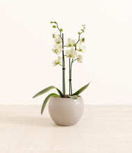 Load image into Gallery viewer, Desert Brown*****Profile