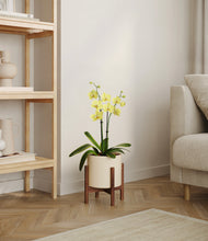 Load image into Gallery viewer, Cream stand:walnut