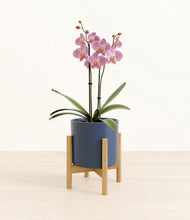 Load image into Gallery viewer, Deep Navy stand:bamboo