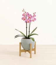 Load image into Gallery viewer, Deep Ocean stand:bamboo