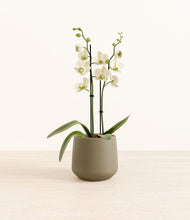 Load image into Gallery viewer, Olive*****Profile