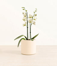 Load image into Gallery viewer, Cream*****Profile