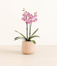 Load image into Gallery viewer, Gentle Pink*****Profile