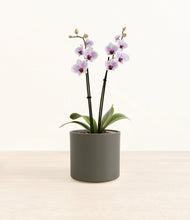 Load image into Gallery viewer, Dark Olive*****Profile