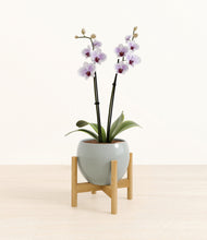 Load image into Gallery viewer, Deep Ocean stand:bamboo