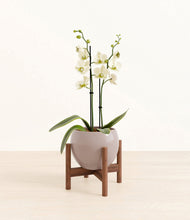 Load image into Gallery viewer, Winter Clouds stand:walnut