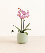 Load image into Gallery viewer, Turquoise*****Profile