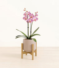 Load image into Gallery viewer, Eternal Gray stand:bamboo