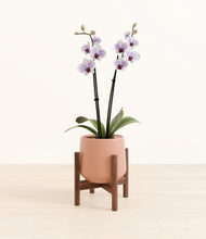 Load image into Gallery viewer, Calm Rose stand:walnut