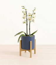 Load image into Gallery viewer, Deep Navy stand:bamboo