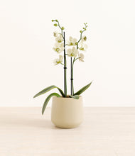 Load image into Gallery viewer, Almond Green*****Profile