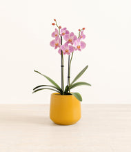 Load image into Gallery viewer, Mustard*****Profile