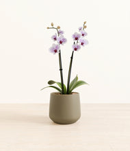 Load image into Gallery viewer, Olive*****Profile