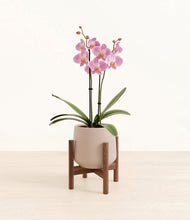 Load image into Gallery viewer, Eternal Gray stand:walnut