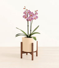 Load image into Gallery viewer, Cream stand:walnut