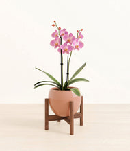 Load image into Gallery viewer, Calm Rose stand:walnut