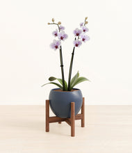 Load image into Gallery viewer, Deep Navy stand:walnut