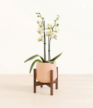 Load image into Gallery viewer, Gentle Pink stand:walnut