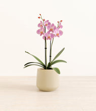 Load image into Gallery viewer, Almond Green*****Profile