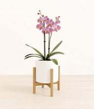 Load image into Gallery viewer, White stand:bamboo