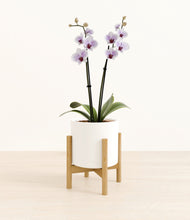 Load image into Gallery viewer, White stand:bamboo