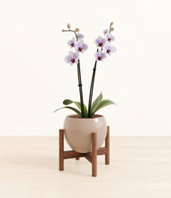 Load image into Gallery viewer, Desert Brown stand:walnut