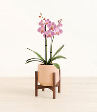Load image into Gallery viewer, Gentle Pink stand:walnut