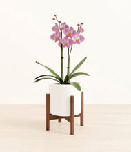 Load image into Gallery viewer, White stand:walnut