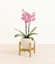 Load image into Gallery viewer, Shiny EggWhite stand:bamboo