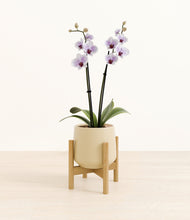 Load image into Gallery viewer, Almond Green stand:bamboo