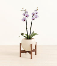 Load image into Gallery viewer, Shiny EggWhite stand:walnut