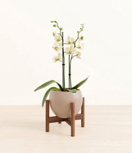 Load image into Gallery viewer, Desert Brown stand:walnut