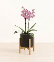 Load image into Gallery viewer, Black stand:bamboo