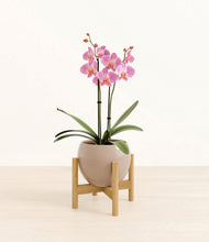 Load image into Gallery viewer, Desert Brown stand:bamboo