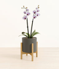 Load image into Gallery viewer, Dark Olive stand:bamboo