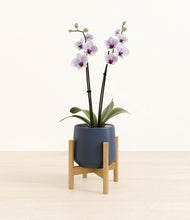 Load image into Gallery viewer, Deep Navy stand:bamboo